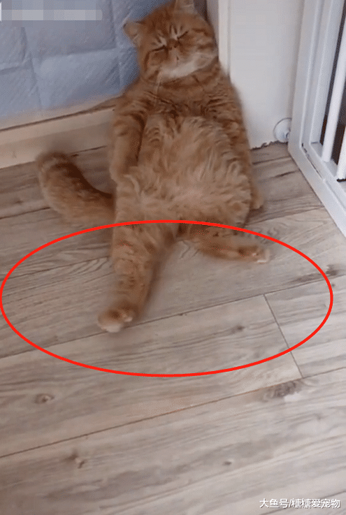 橘猫“大佬瘫”，jiojio却无处安放，猫：我太难了