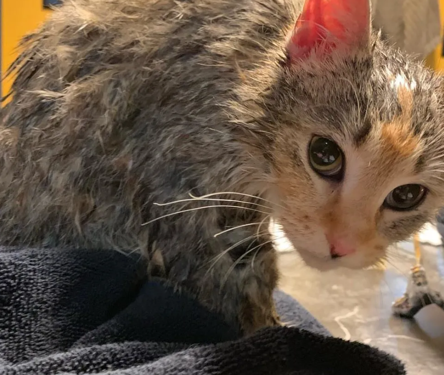 天气太过寒冷，聪明的三花猫主动敲门求助，希望人们让它进门取暖