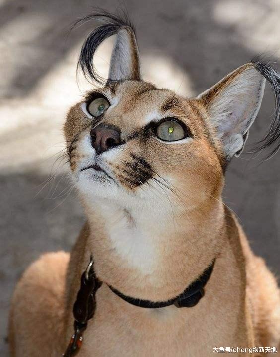 猫界最厉害的草原猎手, 成年后战斗力惊人, 帅到让人窒息