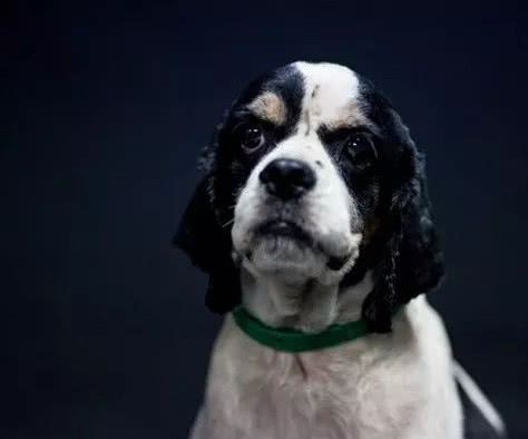 机场检疫犬退役，卸下光环求领养，要过普通狗的生活啦