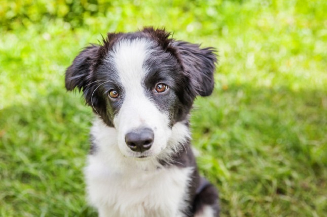 宠主注意，有这些特征的狗狗更容易丢失，最后一种很冤枉