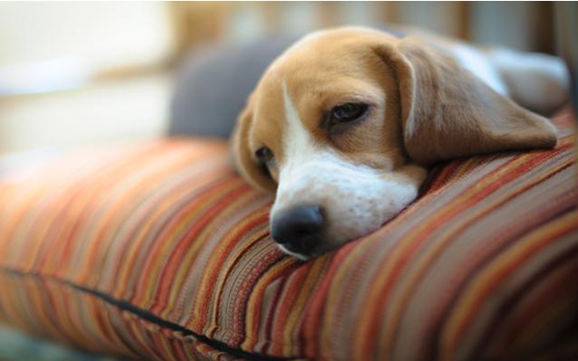 狗狗的肾炎是喝水导致的吗？什么是狗狗的肾脏感染？应当如何预防