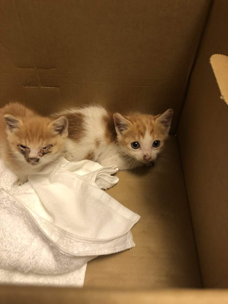 铲屎官捡到小流浪，猫咪天天窝在毛绒猫身边的样子，惹人心疼