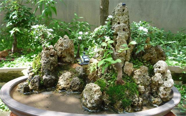 不一样的附石盆景，景与寸土之间，该如何制作附石盆景