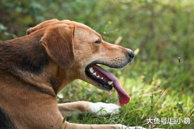 让狗狗健康度过夏天，其实很简单，注意以下4方面