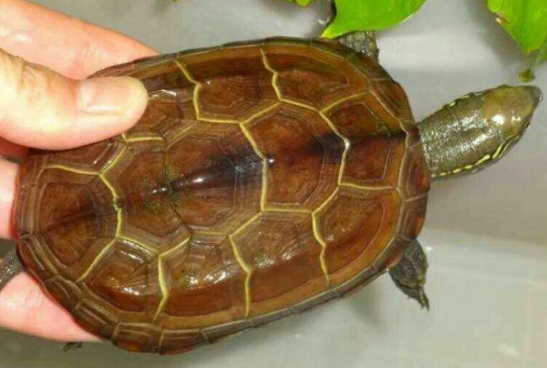 为什么那么多人选择养殖中华草龟？