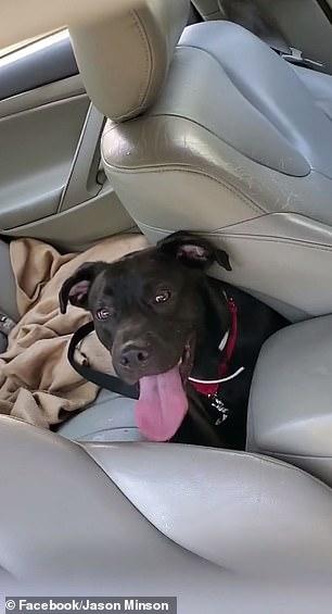 男子打破车窗救小狗，管他犯不犯罪，再拖下去狗都要死了