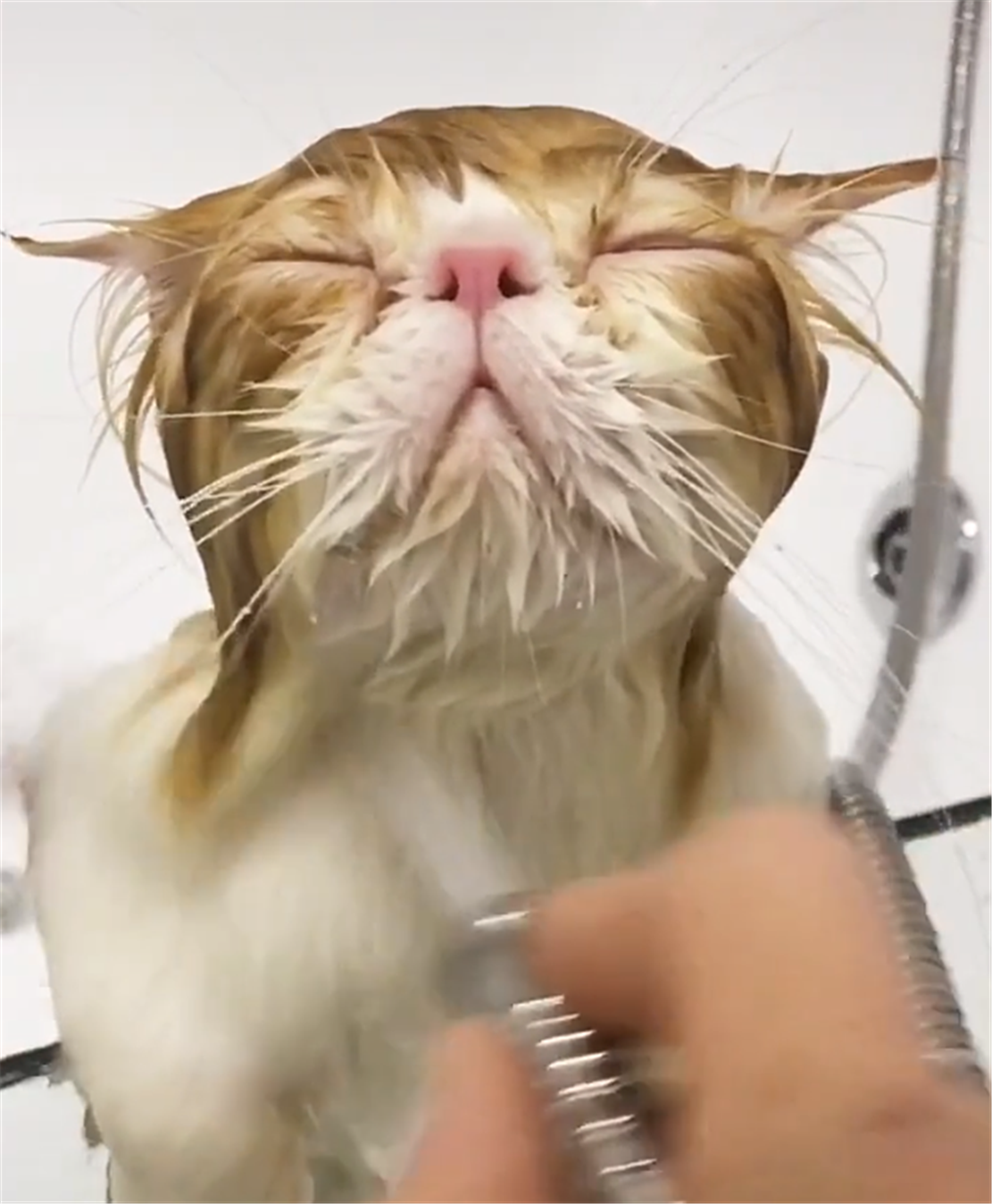 加菲猫爱洗澡，一冲水就眯着眼睛享受，猫：真安逸……