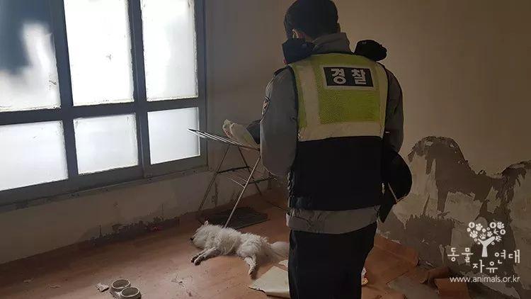 狗狗被反锁房内活活饿死! 志愿者: 它饥饿到啃家具…