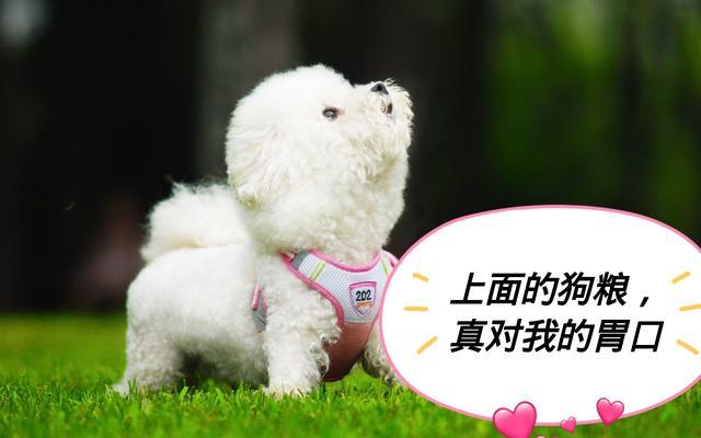 狗狗最讨厌这5类人, 看见就想咬, 最好别靠近