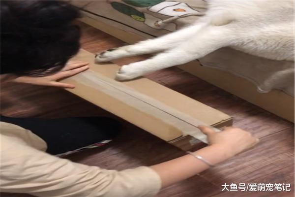 网友打包快递没剪子，就用哈士奇的牙齿解决，汪：为这家付出太多