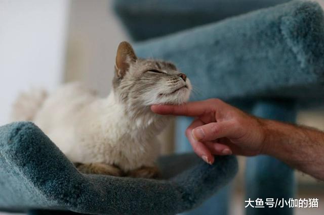 辟谣：猫咪吃干粮就不用刷牙？麻烦你撬开喵星人的嘴巴看看
