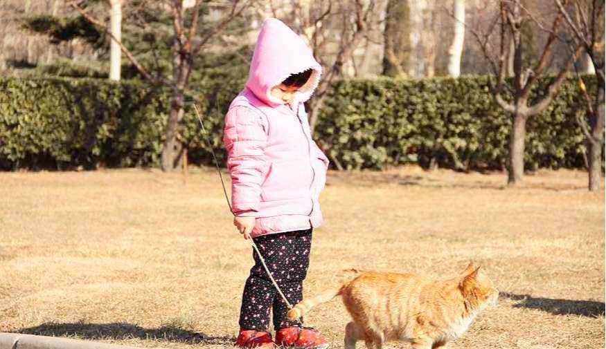 養貓不需要遛？那你就想錯了，出門遛貓的好處比待家里還要多