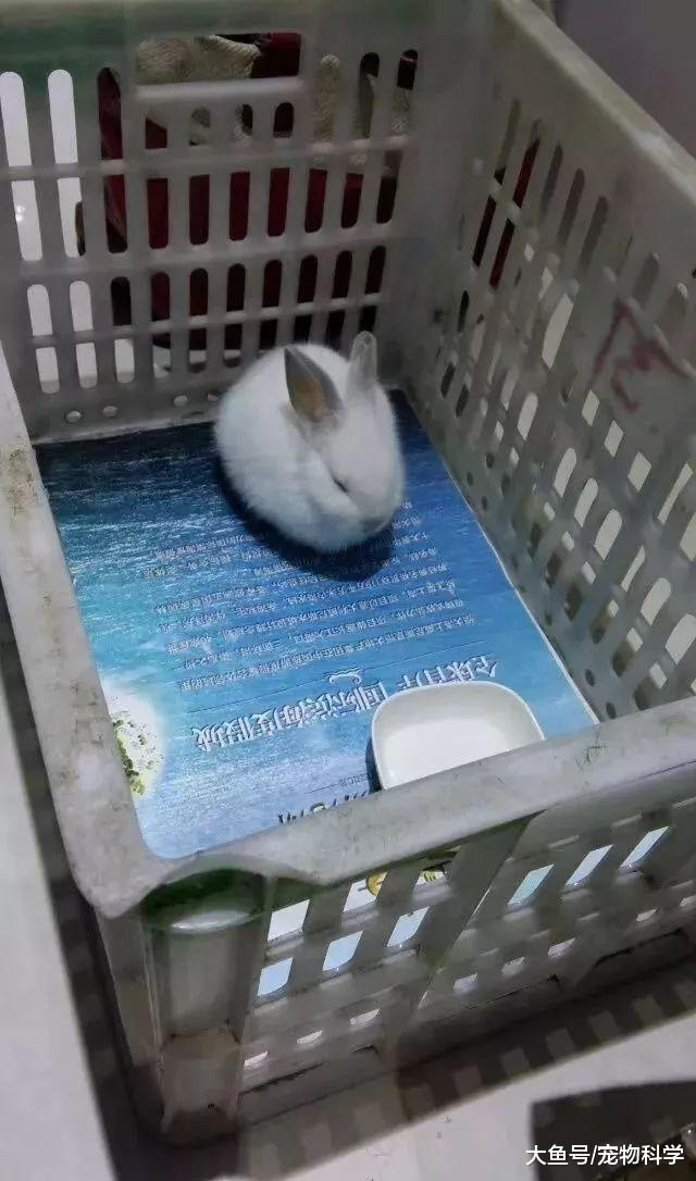 我很想问问你们都是哪里捡的兔子?