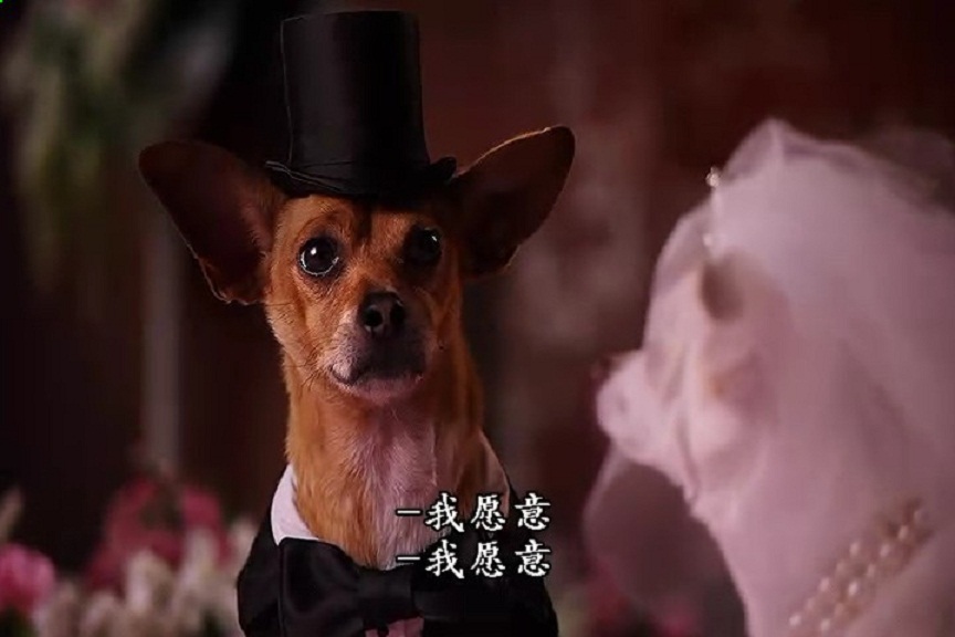 就是要打扮我的狗！又美又拽的女王范儿，主人的口袋已掏空