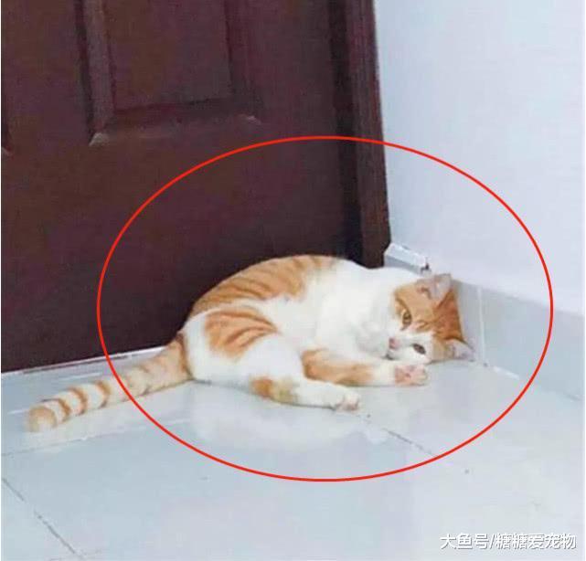 猫咪不吃饭趴在墙角, 主人以为它生病了, 结果靠近一看气炸了!