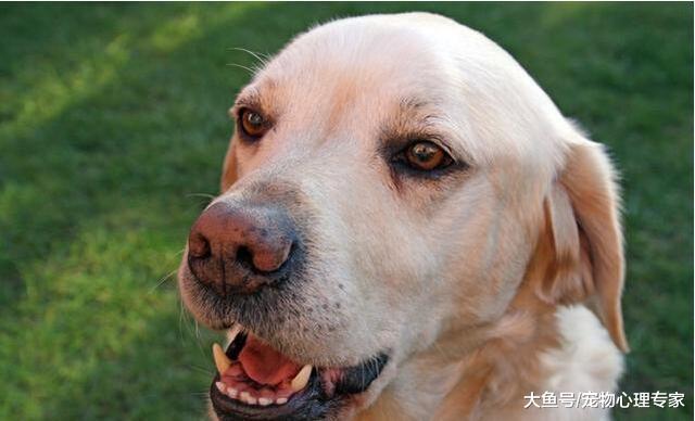 拉布拉多突然掉毛严重？除了正常换季脱毛，还有以下两点原因