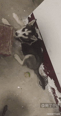 谁知道这狗什么品种