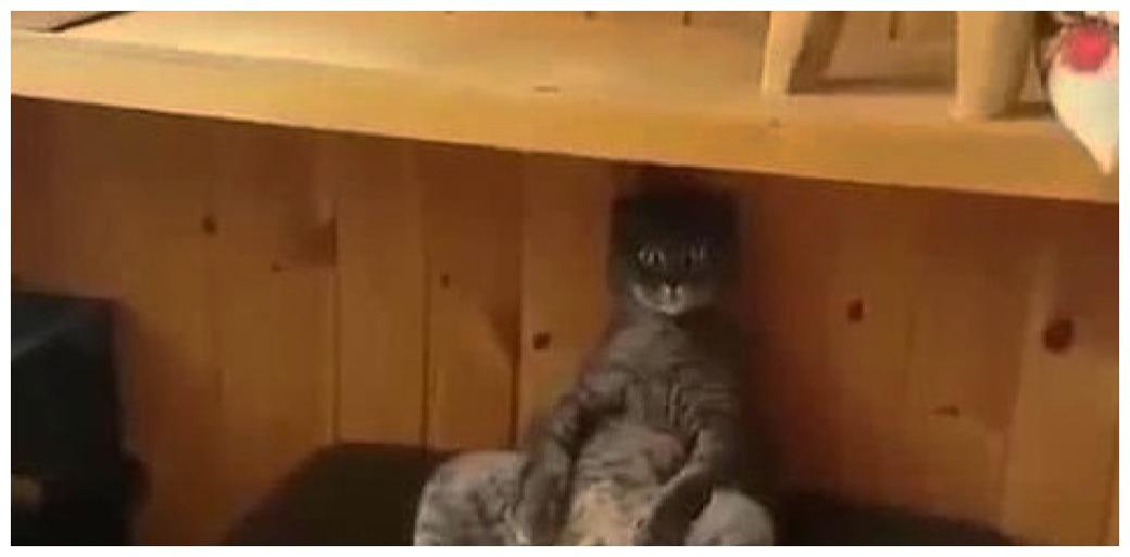 猫咪绝育后怀疑“猫生”: 我高配的出厂设置, 如今成了渣渣
