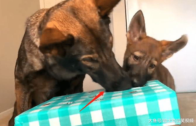 德牧生了个“独生子”，平时对它很好，遇到吃的态度就变了