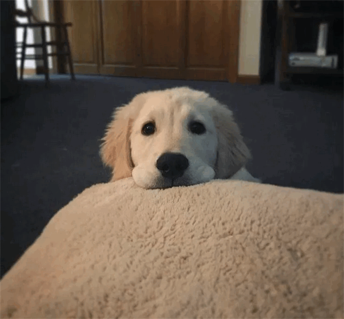 主人本想让金毛来引导二哈，结果却多了一只“二哈”，网友笑喷！