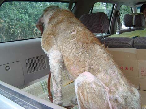 流浪狗饿的体无完肤，最后发现原来是无价之宝！