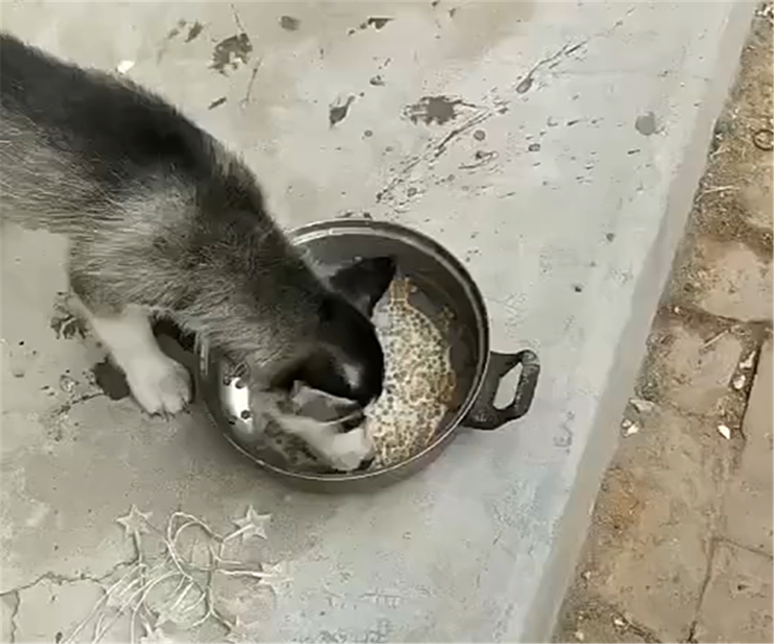 二哈吃狗粮，吃着碗里的看锅里的，二哈：都是我的……