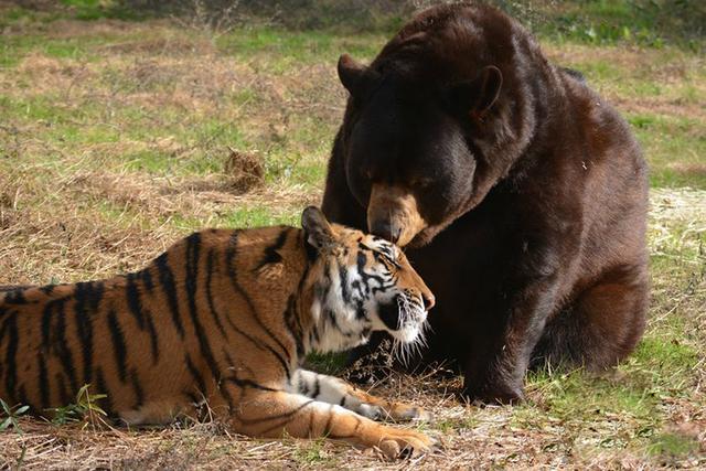 辟谣：东北虎能捕食公棕熊？现实中被虎捕食的多为母熊及幼熊