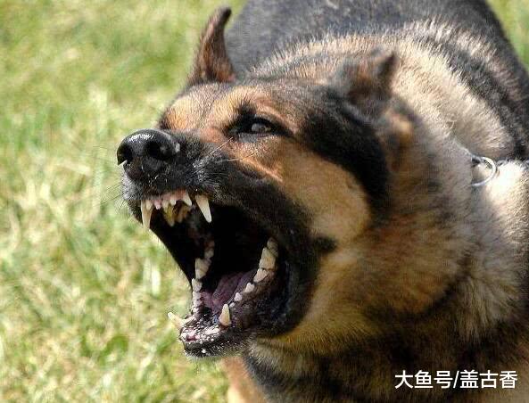 古人被狗咬后该怎么办？古代中国人一千年前的做法，竟比疫苗还实用