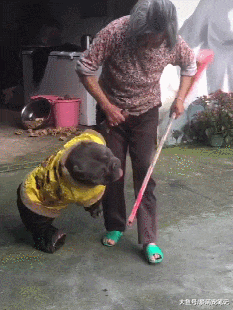 恶霸犬惹祸，奶奶拿起扫帚就开始教育，黄马卦依然挡不住太后制裁