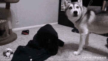 寵主送二哈“禮物”，它卻發現是伙伴，汪：要把它煮了嗎？