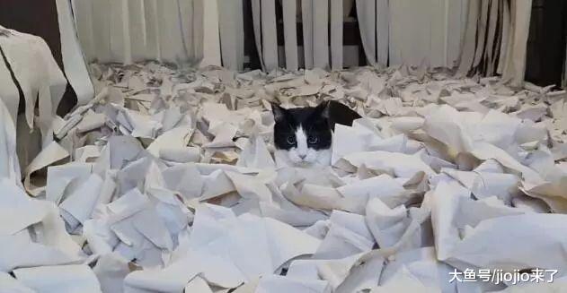 猫奴夫妻为博主子开心，在屋里狂撒百卷卫生纸……朕玩疯了！