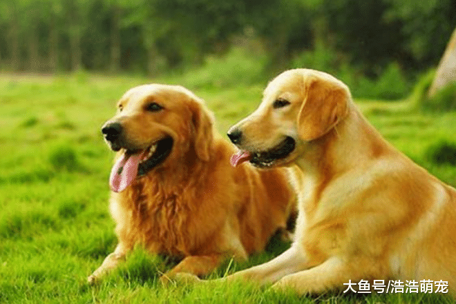 怎么判斷狗狗的智商？高智商的狗會做下面5件事，你家的有嗎？