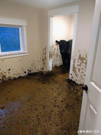 搬进新家却大尖叫，30天份屎糊满整间房，屎作俑者还对他傻笑
