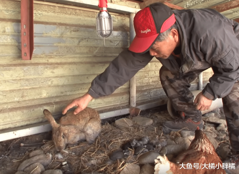 母鸡照顾小兔子，兔妈妈却对其不闻不问，得知原因后很佩服兔妈妈