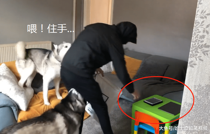 “黑衣人”闯入家中，结果二哈却帮忙带路，还送它离开大门