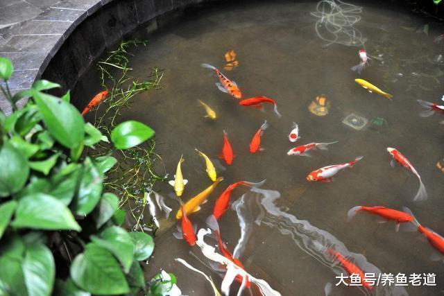 一米五的魚缸，養什么觀賞魚容易打理欣賞效果還好呢？