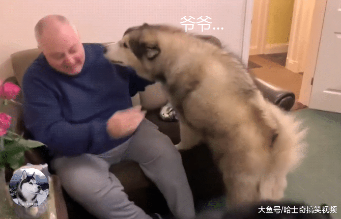 爷爷已经70多岁了，“胖孙子”却还要抱抱，忘记自己长大了