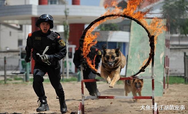 中华田园犬十分聪明，为什么当不了警犬
