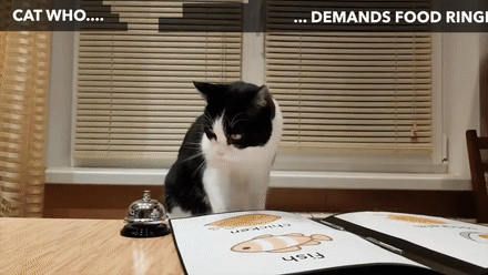 猫咪都会做啥？你想得到吗……