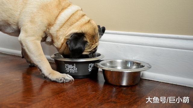 来自狗狗的拷问：主人，你的饭碗每天吃完都洗，我的饭盆洗了吗？