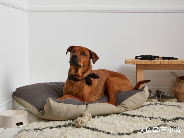 让狗狗睡得舒适，你需要给它买一张完美的狗窝，好看不是挑选重点