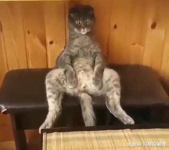 猫咪刚做完绝育手术，主人担心它想不开，回家推开门瞬间笑喷