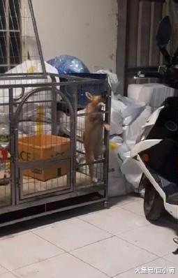三个月大的短腿柴却十分灵敏，5秒就能逃出来，这明明是大狗用的