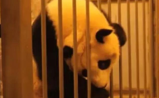 熊猫看到隔壁兄弟在吃竹子, 馋得想从笼子钻过去, 结局却笑翻网友
