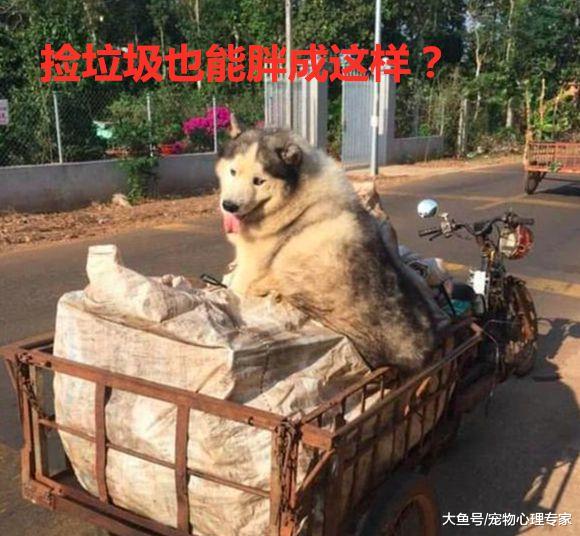 二哈被养成哈士猪，男子认为家中怕是有矿，看到主人：定是真爱