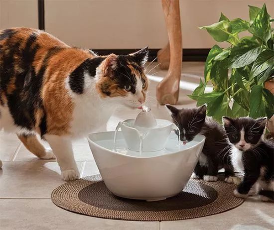 猫咪不爱喝水易患上肾衰竭，三个小技巧让猫咪爱上喝水