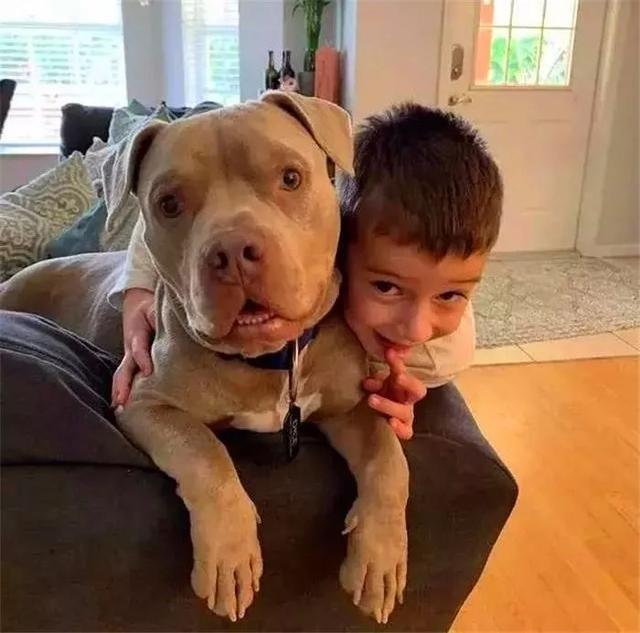 比特犬被關鐵籠導致暴瘦，好心人將其救下后，狗狗微笑面對新生！