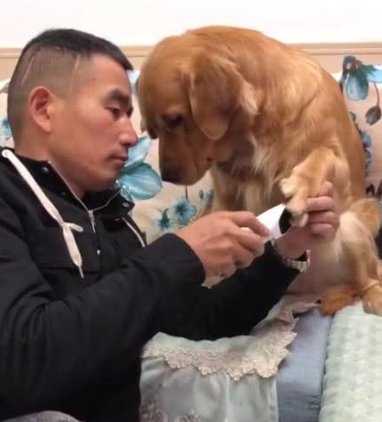 主人帮金毛剃毛不小心剪到脚丫子, 下一秒男子抱头大吼: 快报警!