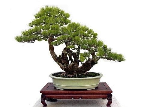 黑松盆景春季可以修剪吗？这里知道来看看吧